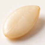 Graine de sésame — taille comparable à celle du bébé à 5 SA